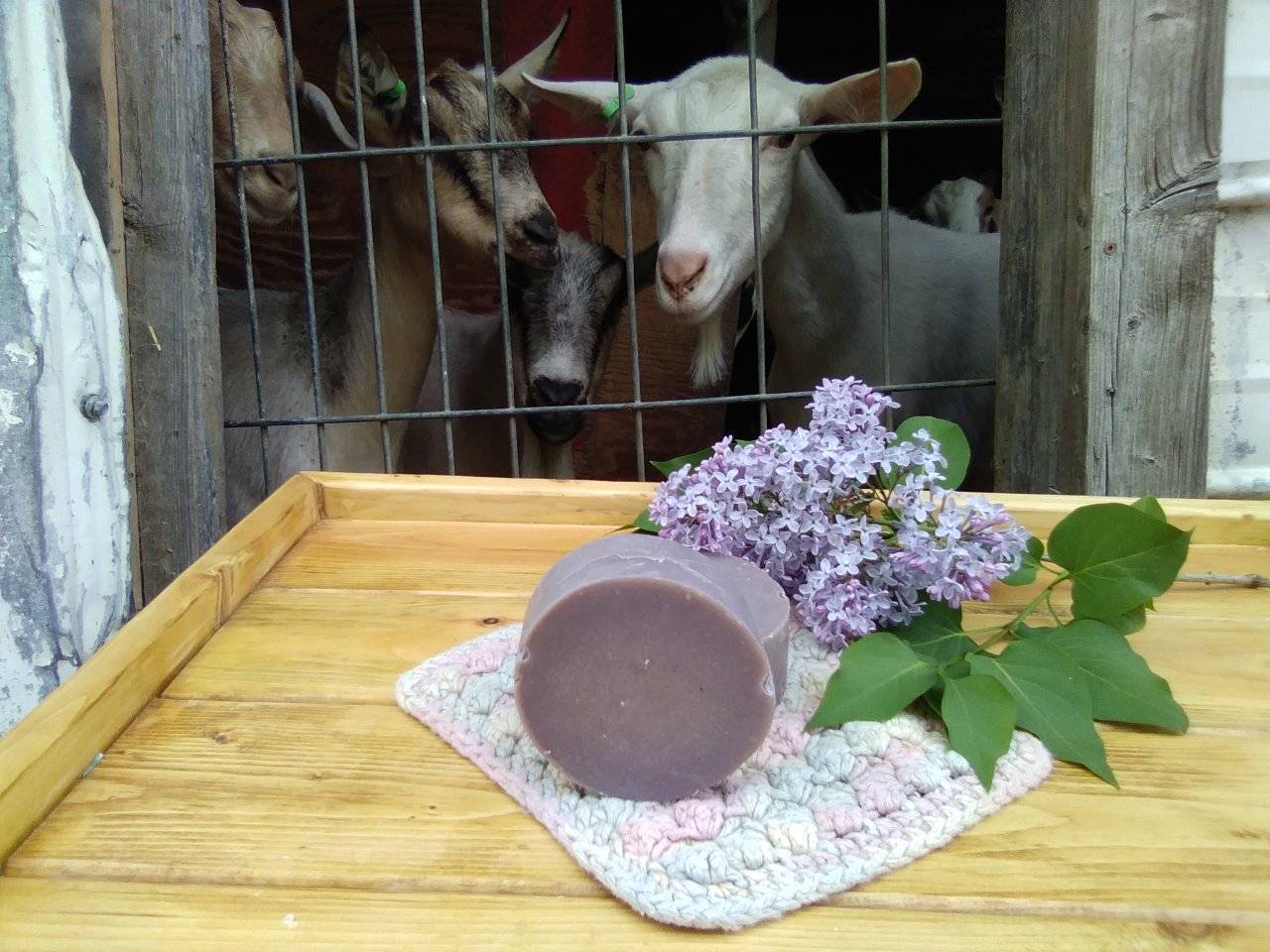 Lilac and Lily Goat Milk Soap